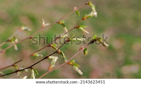 Natural twig with  Spring green leaves, close up. Hornbeam leaves in the backlight after new shoots in spring.