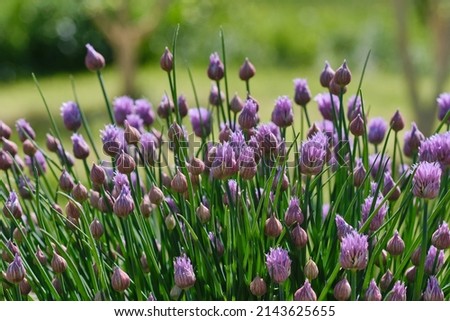Lush flowering chives with purple buds in the garden. Wild Chives flower or Flowering Onion, Allium Schoenoprasum , Chinese Chives, Schnittlauch, Garlic Chives. Shallow depth of field Royalty-Free Stock Photo #2143625655