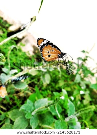 Butterfly pic
Nice and beautiful 