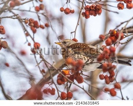 Fieldfare, lat. Turdus pilaris, sitting on the bush and feeding on wild red apples in winter or early spring time.