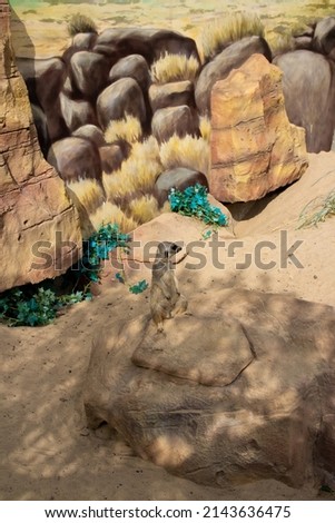 A meerkat sits on a rock. Against the background of a stone wall and a green plant next to the stone.