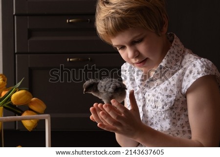 The child carefully examines the chicken. easter concept. The girl holds a small chicken in her hands and looks at him in surprise. Child among the attributes of Easter.