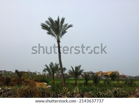 Snapshots of some trees, palms and green spaces from the Egyptian countryside
