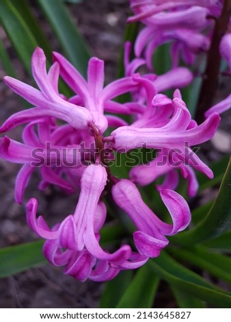 Flowers of hyacinth orientalis against the background of green leaves close-up.