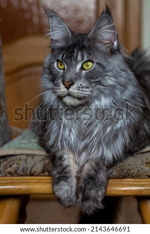 Silver Maine Coon cat. Portrait of a cat. Pet care. Veterinary.