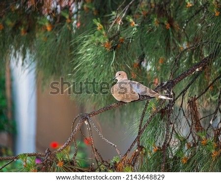 
Dove bird (Grey Pigeon) perching on a green pine branch and observing the environment Sunny day in nature and a lonely bird.