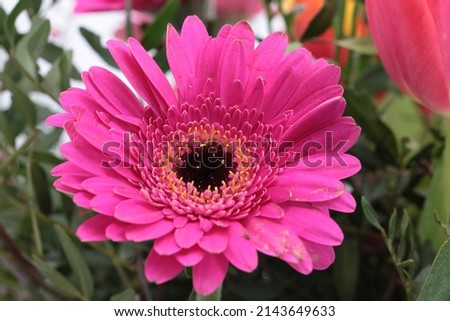 A beautiful bouquet of flowers in bright colours with a white background