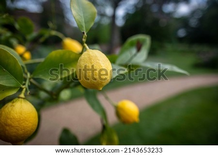 Lemon Detail Closeup Focused Garden