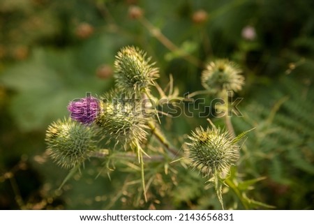 Close-up of Canada thistle blossom 