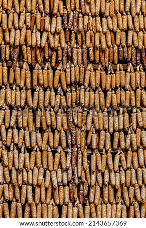 close up of dry corn - photo