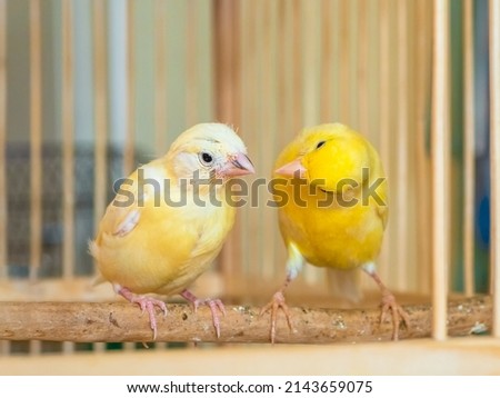 Selective focus. Canaries communicate, the mother teaches the chick. Feeding a baby canary. Royalty-Free Stock Photo #2143659075