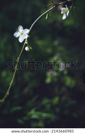 Bright flowering cherry tree branch with white flower on blurred dark deep green background with leaves bokeh. Trendy moody floral nature spring blossom minimal design, copy space for text overlay