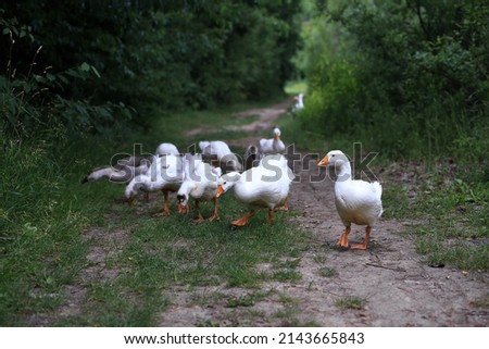 geese walking on a forest path