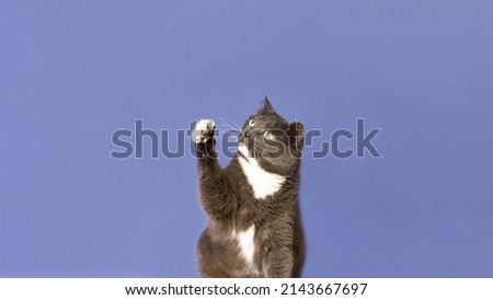 Purebred cat on a blue background. Animal themes. Copy space.
