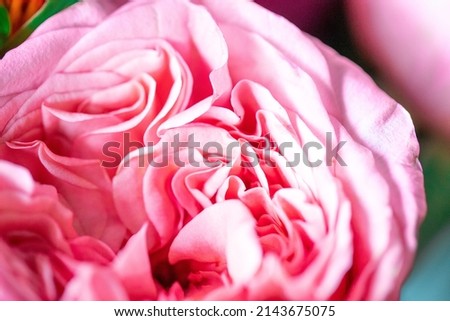 Peony roses. Isolated beautiful pink rose flower. Full frame floral arrangement. Flower background, garden flower. Horizontal flowers art background.