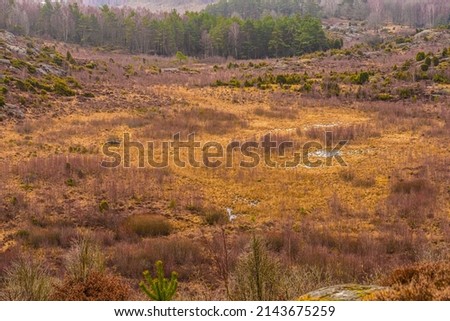 Deep brown and moist shrubland at fall.