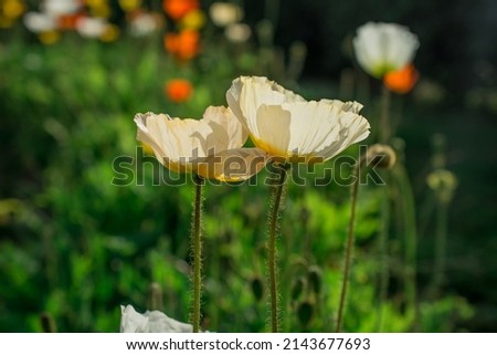 natural background with spring flowers