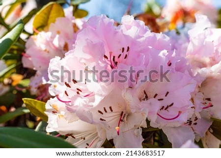 Beautiful pink Rhododendron. Azalea flowers in spring season. Nobody, selective focus, concept photo spring blooming
