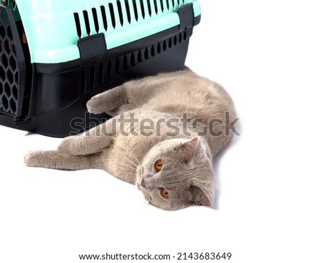 beautiful Scottish cat was lying near a cat carrier for carrying animals, isolated image, beautiful domestic cats, cats in the house, pets, a trip to the vet, a trip with an animal