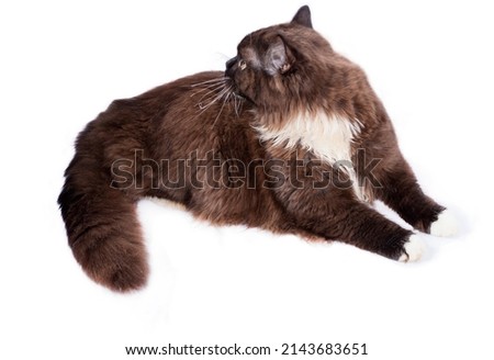 Highland long-haired brown Scottish straight cat lying on a white background, isolated image, beautiful domestic cats, cats in the house, pets