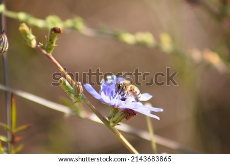 Close-up of bee on blue common chicory flower with selective focus on foreground