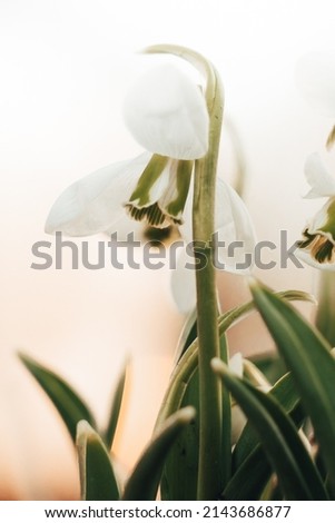 White Beautiful Snowdrop flowers in snow forest. Wallpaper natural background. First Galanthus nivalis blossom in spring sunset. Early springtime season. Wildflowers. Selective focus, blur, sunlight.