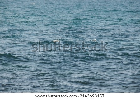 Only calm sea surface as background or wallpaper.