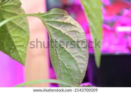 Small Bumps on a Pepper Leaf Caused by a Water Uptake Issue Royalty-Free Stock Photo #2143700509