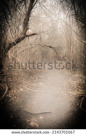 Trail in the swamp leading through the low hanging tree branches.