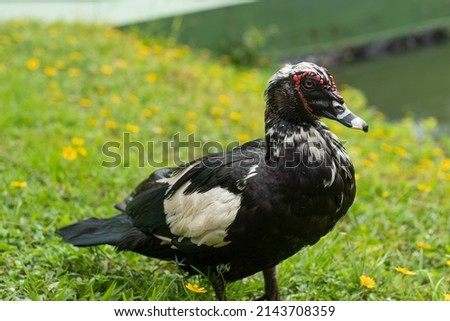 Black Domestic Muscovy duck on a green grass