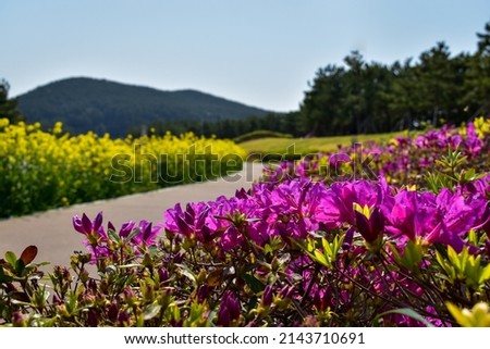 Flowers blooming along a walkway  Royalty-Free Stock Photo #2143710691