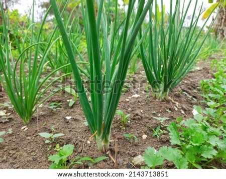Fresh organic spring onions grown with shallots in the garden.  Rainy season Onion is a small herbaceous plant in the same family as garlic.  is a monocot that has properties to relieve cold symptoms.