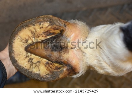 barefoot horse hoof unshod foot Royalty-Free Stock Photo #2143729429