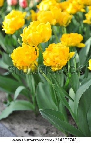 Yellow peony-flowered Double Early tulips (Tulipa) Dancing Queen bloom in a garden in March