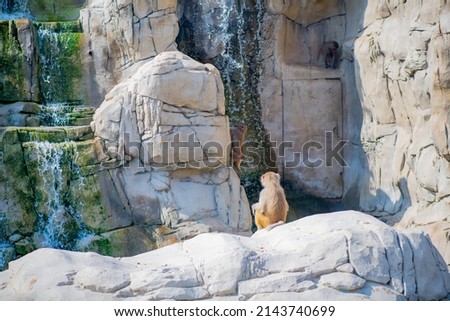 monkey hamadryas sits alone in the zoo