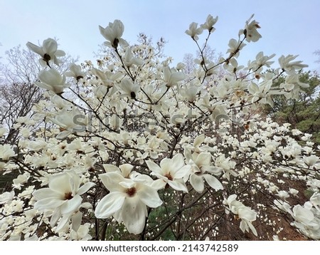 Magnolia flowers in the Spring. Picture was took by wide angle lens.