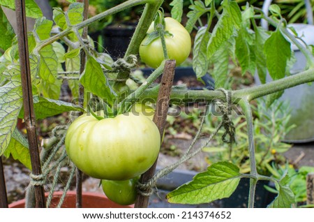 Large Green Tomato growing on a Tomato planet 