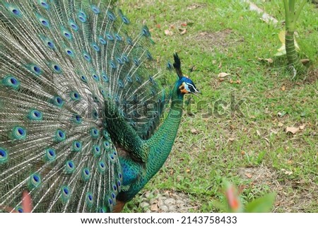 the beautifull male green peacock at field