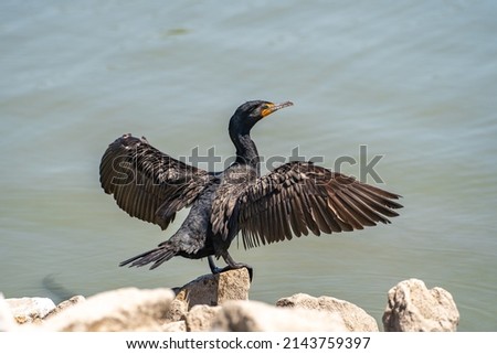 Double-crested cormorant (phalacrocorax auritus) stands on the shore and dries his wings. Royalty-Free Stock Photo #2143759397