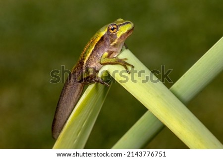 Tadpole of the Green and Golden Bell Frog changing into a frog Royalty-Free Stock Photo #2143776751