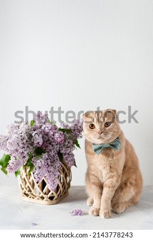 Spring composition with a cute cat wearing bow tie and lilac flowers bouquet on a light background. Copy space for text. Flowers store, poster, greeting card, promotion.