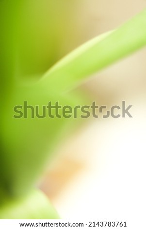 Spring abstract floral background, branches of a green ruscus plant close-up with blurring, strong soft focus background