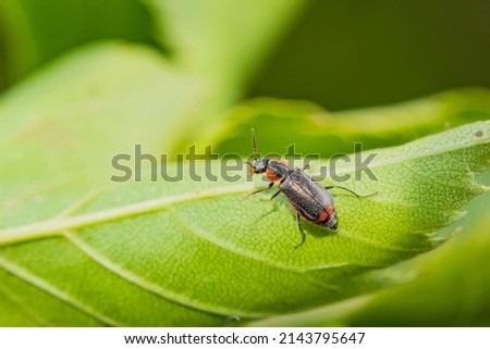 The insects that inhabit the green leaves of wild plants are the small horned flower like firefly and the female Royalty-Free Stock Photo #2143795647
