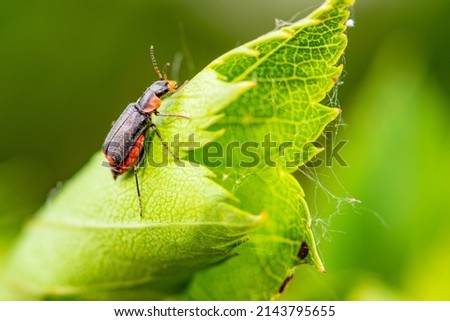 The insects that inhabit the green leaves of wild plants are the small horned flower like firefly and the female Royalty-Free Stock Photo #2143795655