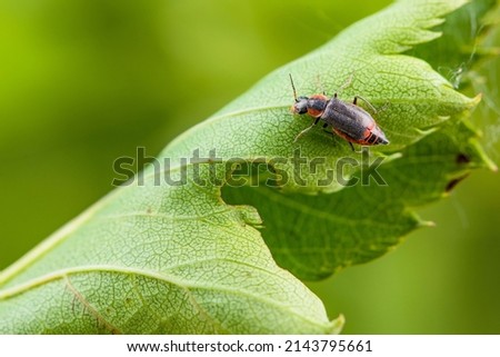 The insects that inhabit the green leaves of wild plants are the small horned flower like firefly and the female Royalty-Free Stock Photo #2143795661