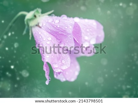 Lilac flower after the rain in water drops on a green background. Selective focus.