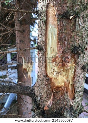 Trees in spring in a garden in the Kiev region of Ukraine, damaged by Russian shells in 2022. Fighting against the civilian population of the country and nature.