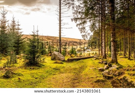 Forest scene. A path in a pine forest. A walk in the woods. Forest landscape. Forest woods Royalty-Free Stock Photo #2143801061