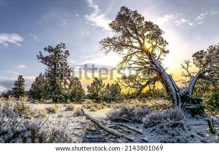 Snow covered trees at dawn. Winter snow nature scene at dawn. Winter sunrise in snow. Beautiful sunrise in winter snow nature. Winter snow at dawn Royalty-Free Stock Photo #2143801069