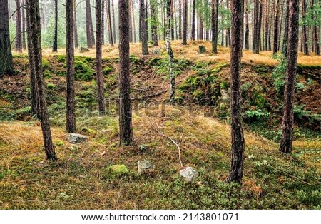 Mossy ground in a pine forest. Forest trees. Forest scene. Forest background Royalty-Free Stock Photo #2143801071